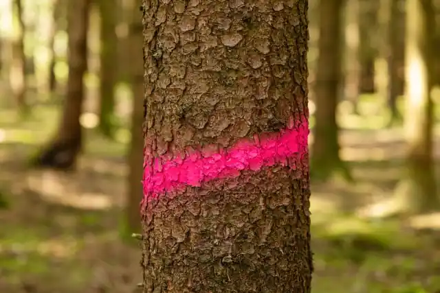 Neue Ware Markierungsspray Forst und Bau Neon pink 500 ml