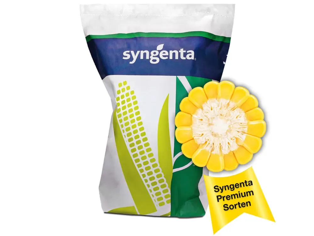 Mais-Saatgut Syngenta SY Invictus (S 230; ca. K 230) Must-Have